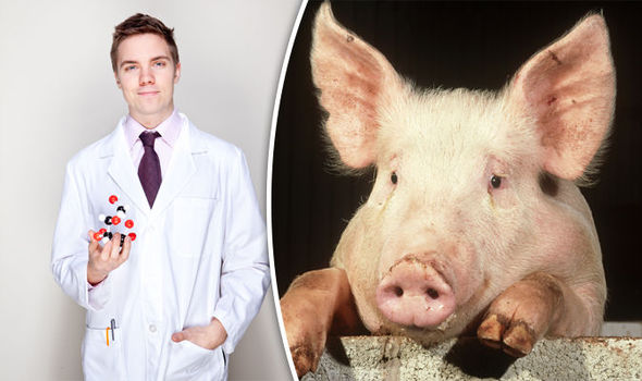 Human-pig hybrids for organ transplants