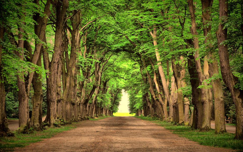مسیر سبز