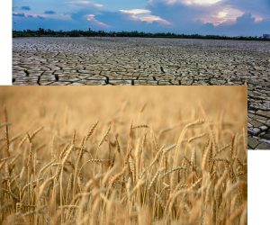 Wheat, water and Saudi Arabia; The story of the failure of self-sufficiency programs