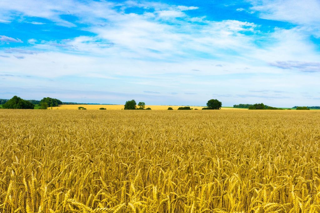مزرعه گندم در منطقه لوگانسک اوکراین که زمانی به عنوان "سبد نان" اروپا توصیف می‌شد.