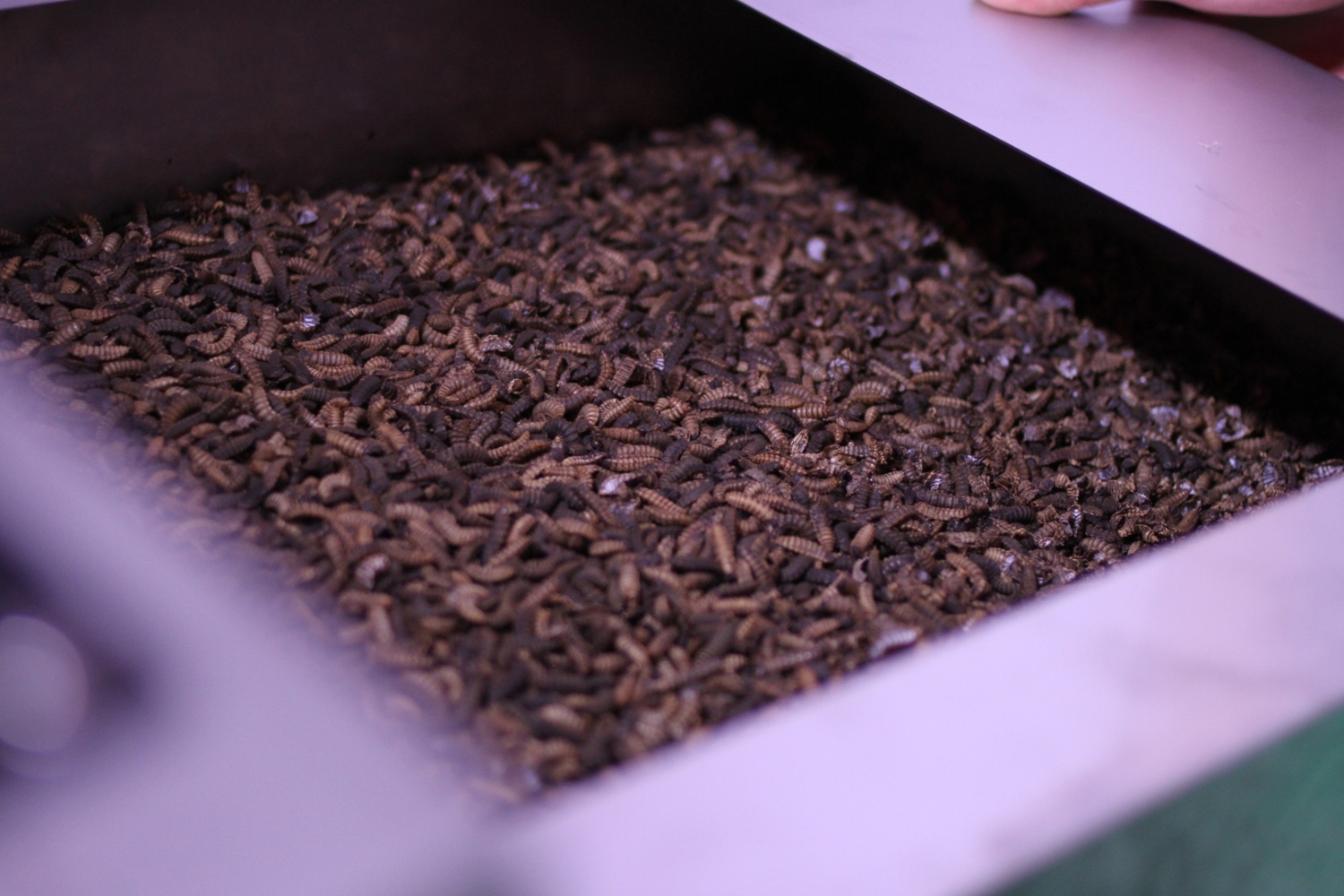 Using insects to turn food waste into animal feed: Agriprotein
